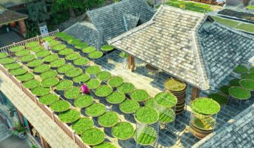 Jingmai Mountain: A Cultural Landscape of Ancient Tea Forests and Living Heritage