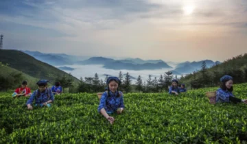 Anhua County, Hunan Province