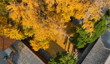 Pingdu City, Shandong Province