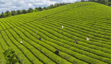Shiqian County, Guizhou Province