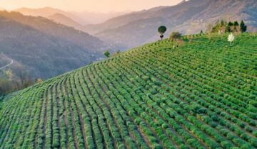 Ziyang County, Shaanxi Province